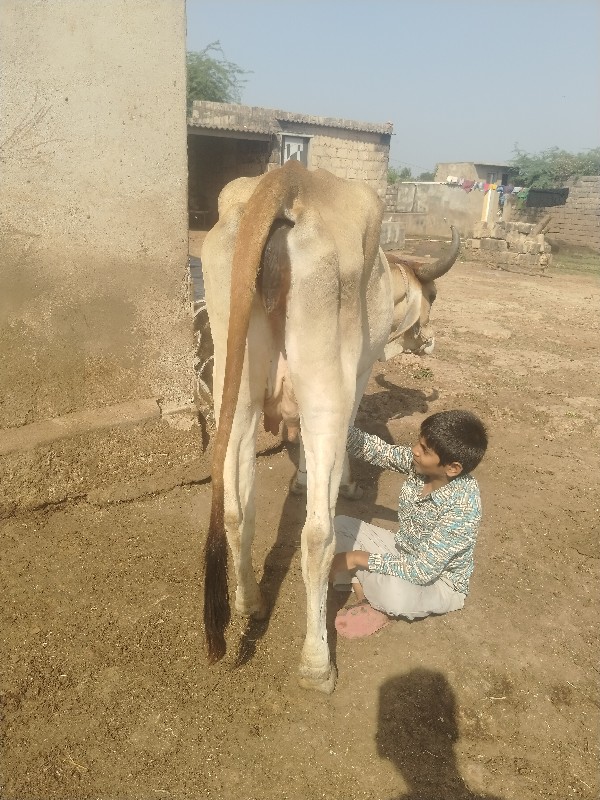 આ બે ગયુ વેચવાન...