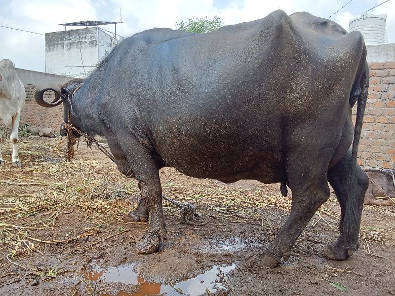 4. વેતર વીયાણી...