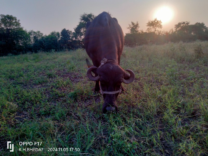 પેલું વેતર નીચે...