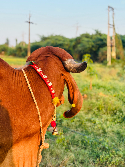 ગીર સે