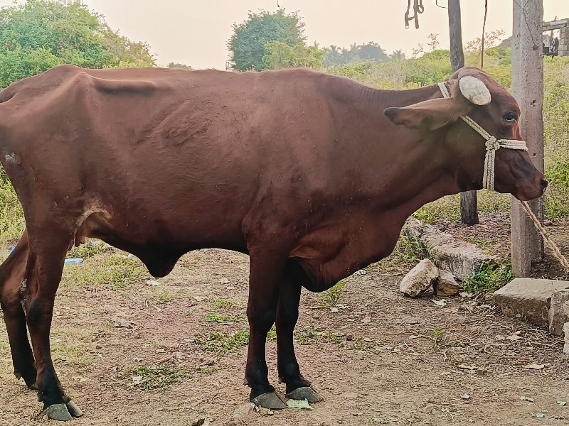 જર્સી હોડકી વેચ...