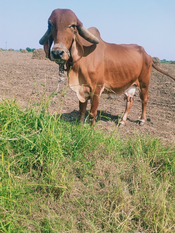 🐄 છે