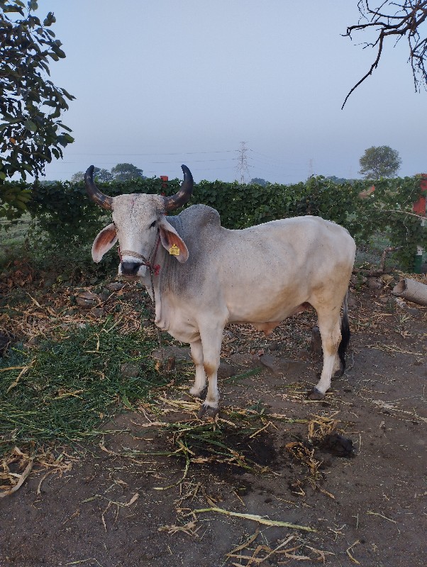 ગોઢલો બધેય હાલત...