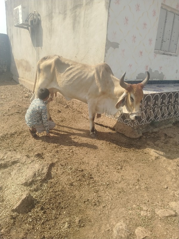 આ બે ગયુ વેચવાન...