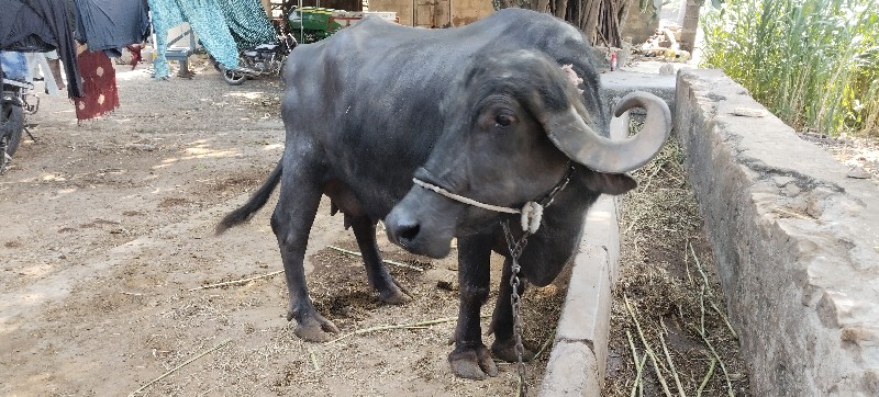 ભેંશ વેચવા ની છ...