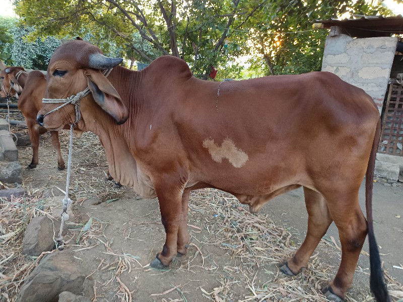 વાછડો વેચવાનો છ...