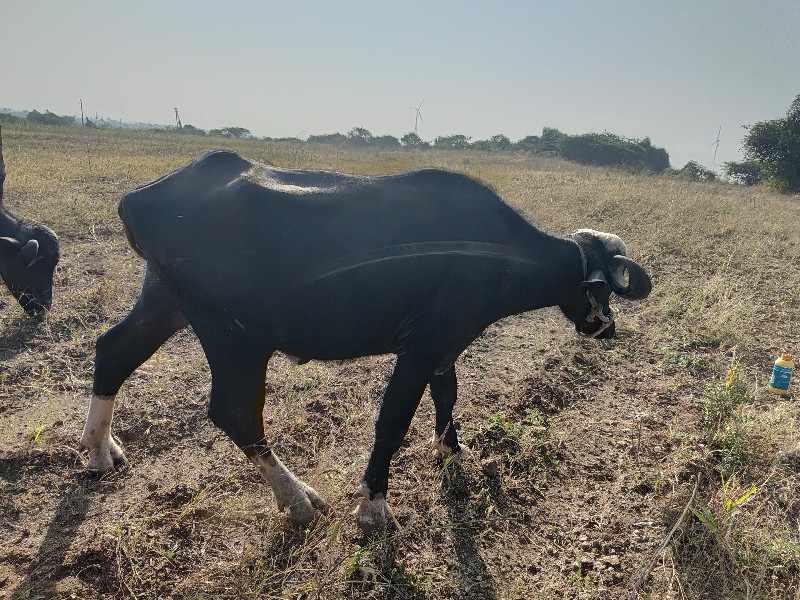 ખડેલુ વેચાવાનુ...