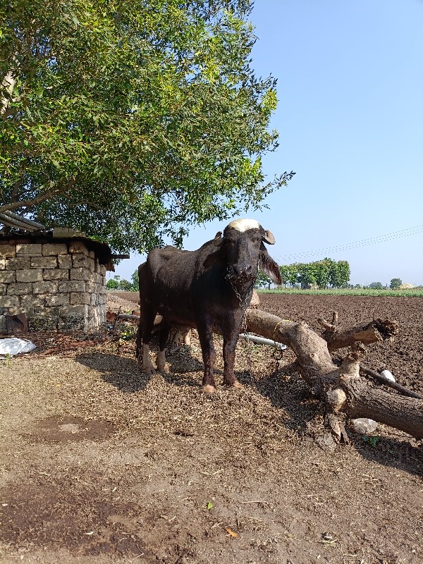 નવસાદરી ખડેલી વ...