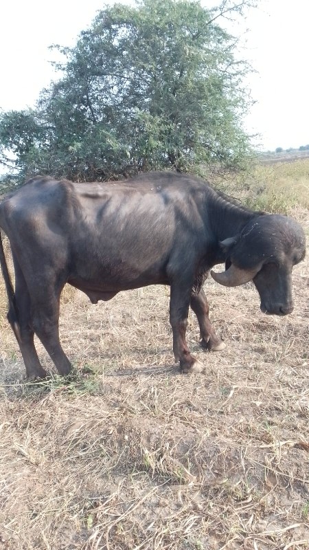 જાફરાબાદી પાડો