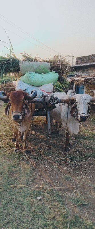 બળદ વેચવા નિ છે