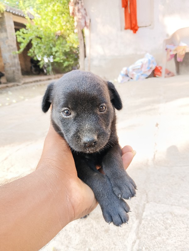 Rottweiler ne L...