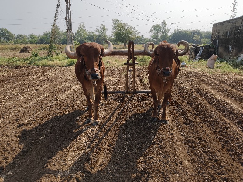 આબરધવેશવાનાછે