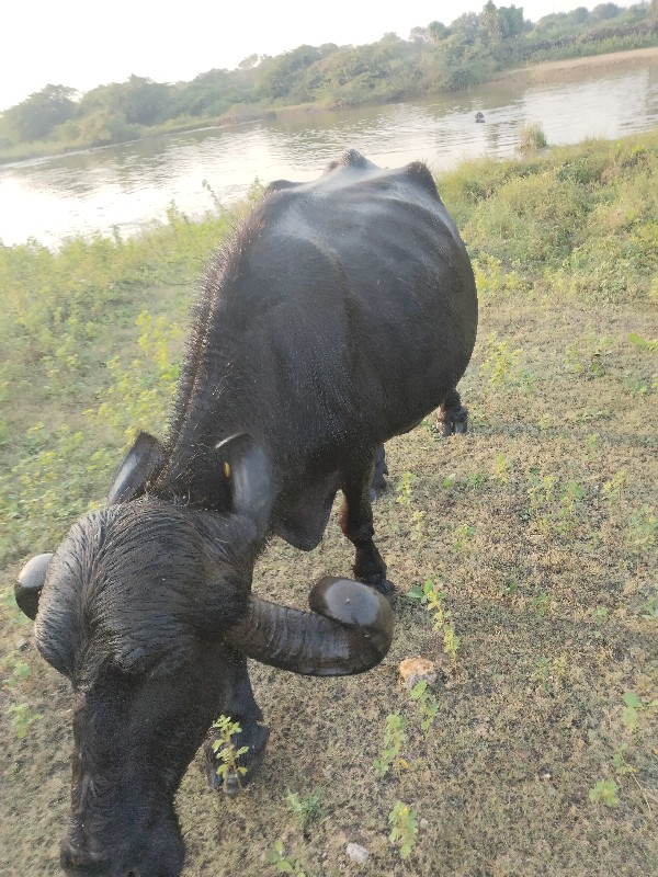 ભેંશ વેચવાની છે