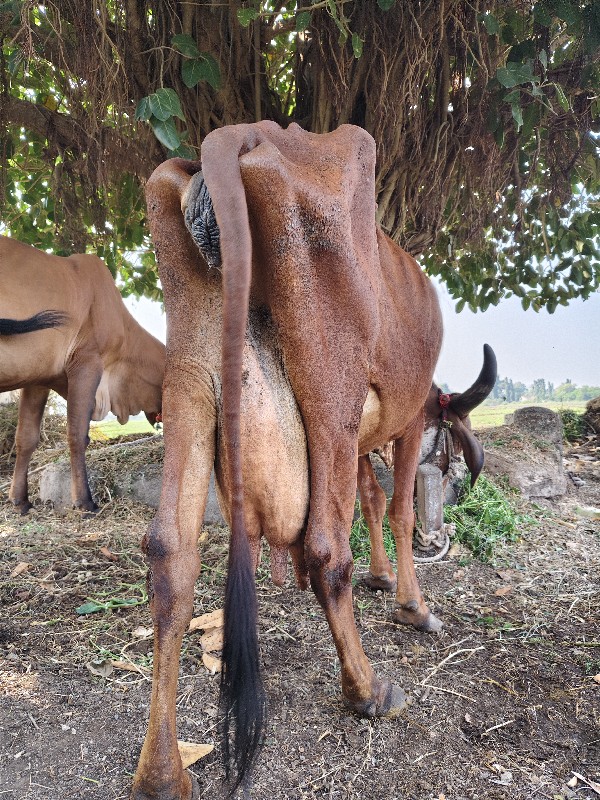 ગાય વેચવાની છે