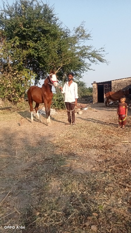 વછેરી ઘોડી વેચવ...