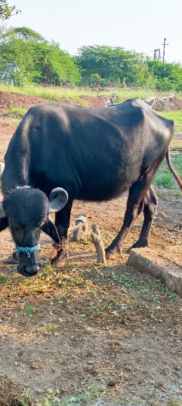 ભેસવેચવાનીછે