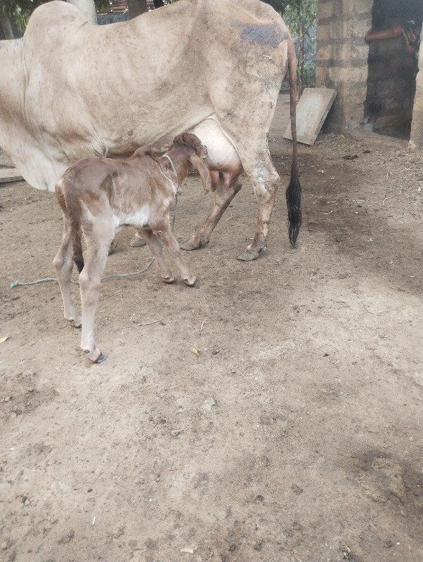 ગાય વેચવાની છે