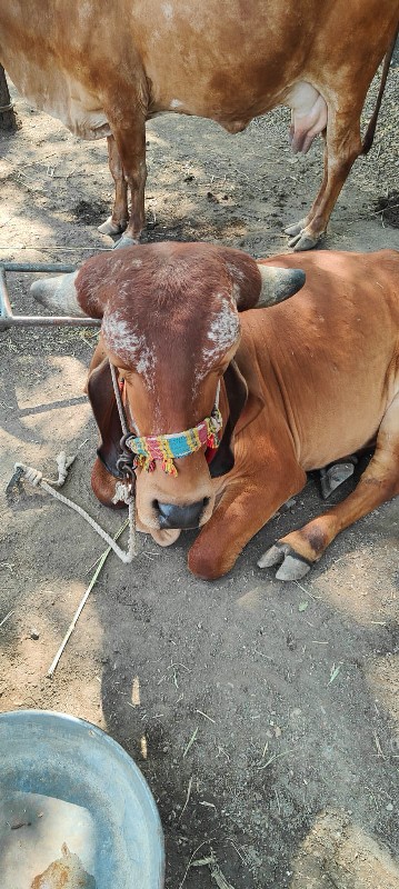 કરન બુલ ની વોડક...