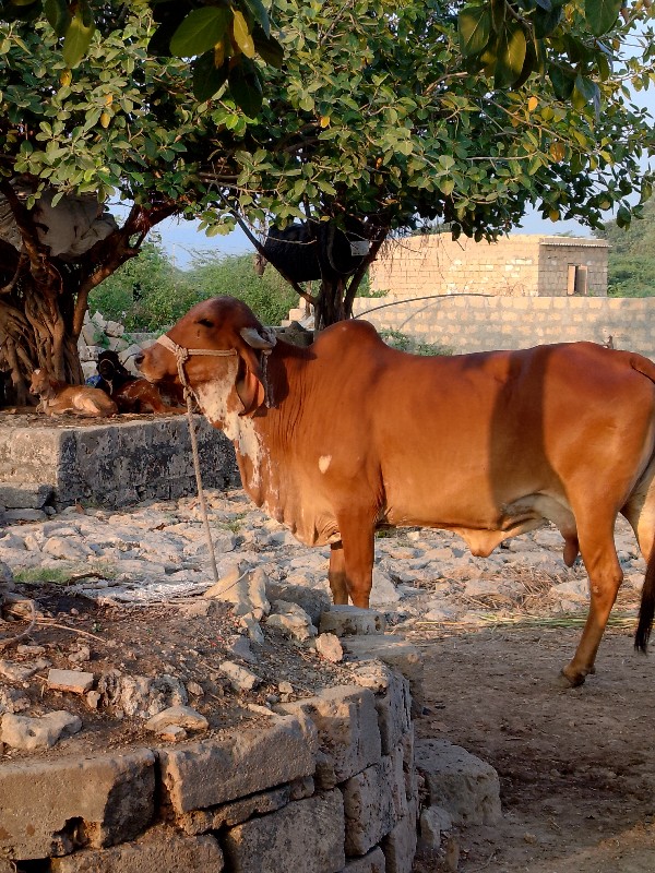 ગાય