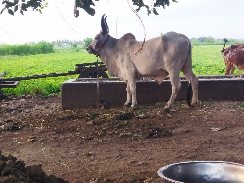 ઞોધલો વેચવાનો છ...