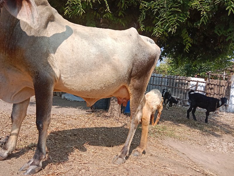 વેચવાની છે