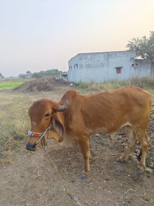 બળદ વેચવાનો છે