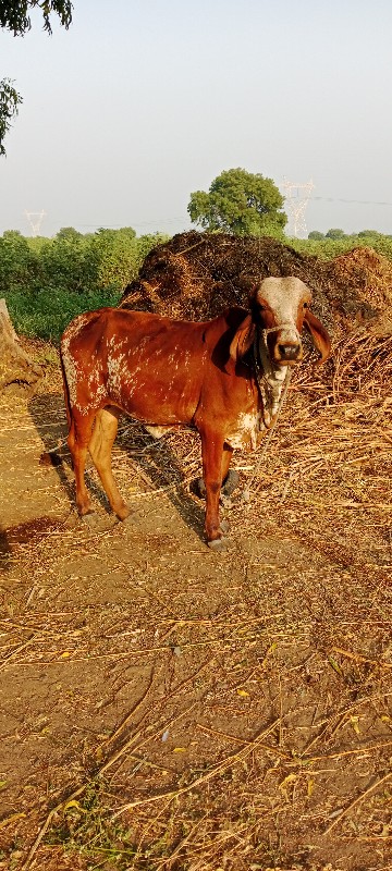 વાંસડી વેસવાની