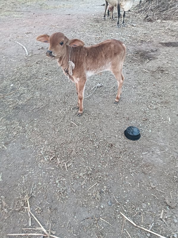 ગાય વેચવાની છે...