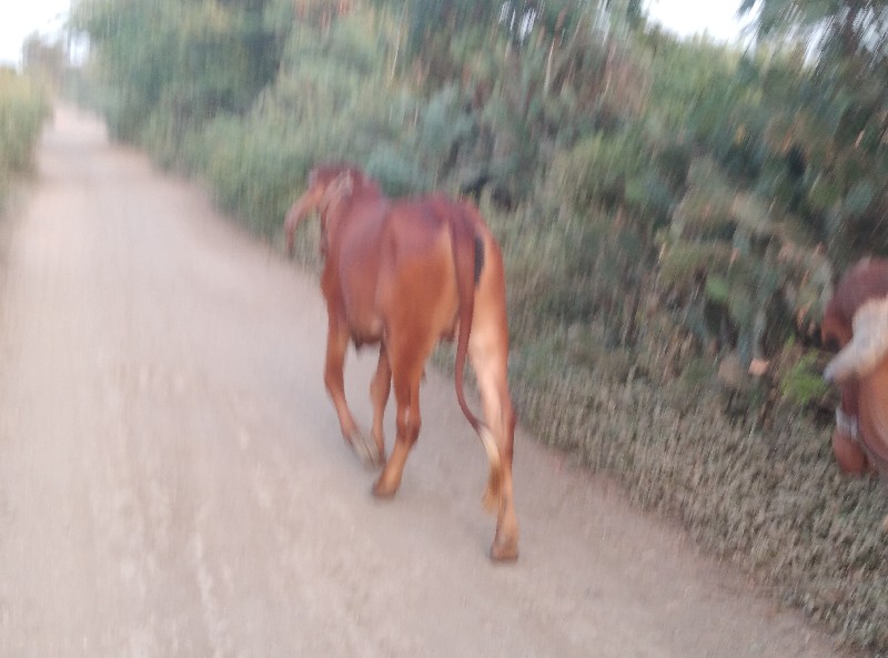 હોળકી વેચવાની છ...