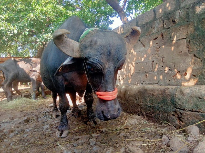 ૩ વેતર 8 લિટર દ...