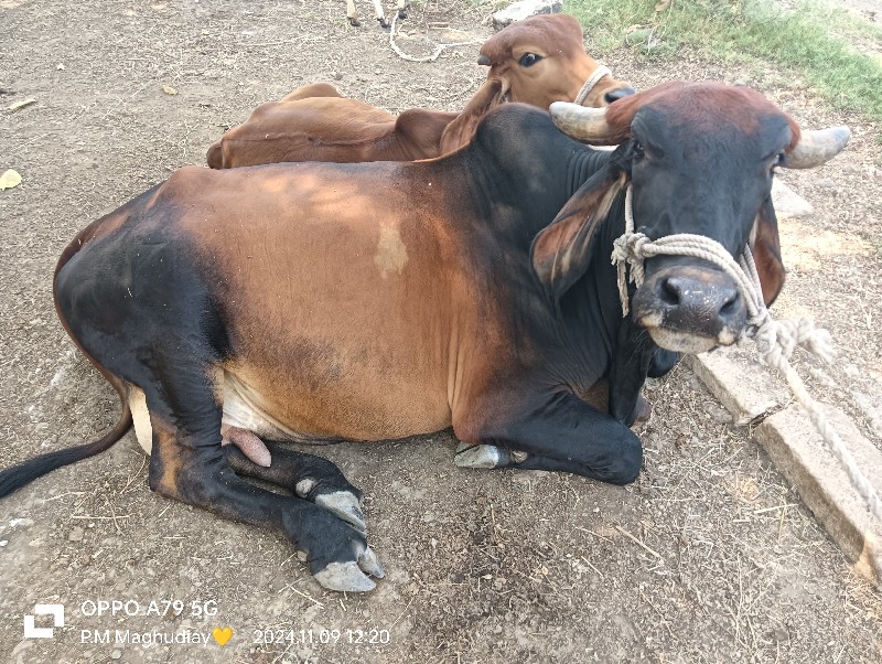 ગાય