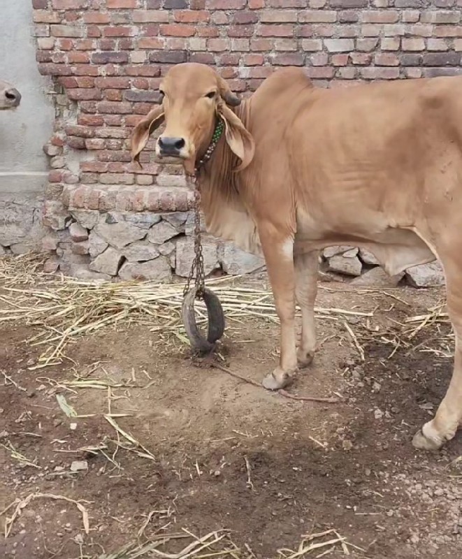 ગીર ગાય વેચવાની...