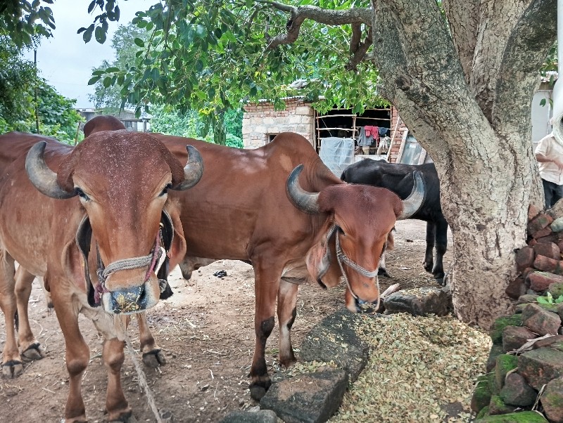 બળદ વેચવાના છે