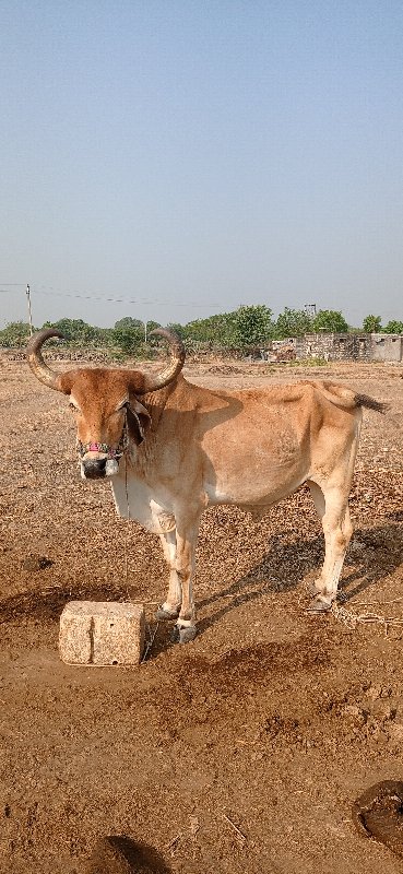 બજાણા