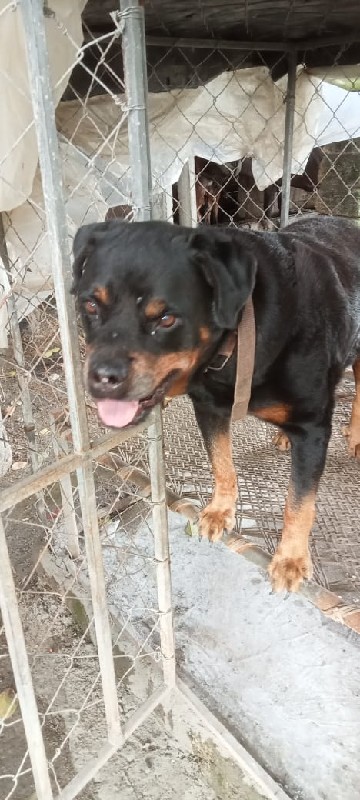 Rottweiler