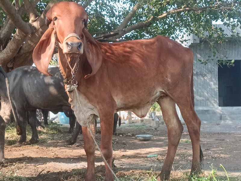 હોડકી.દેવાનિછે