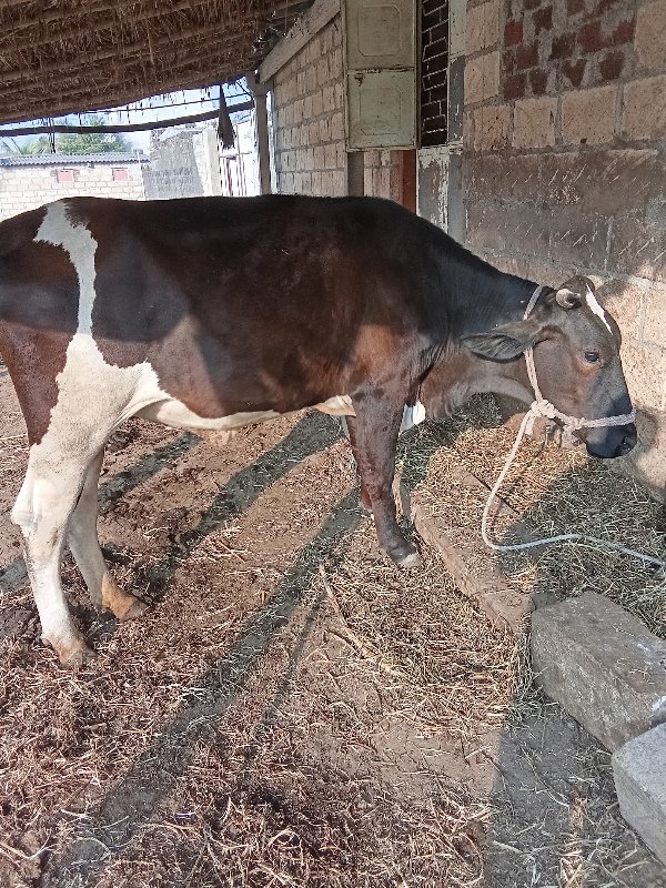 જર્સી ઓડકી વેચવ...