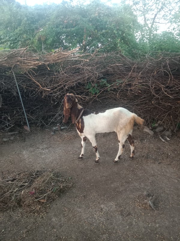 આબકરીઓ બેસવાની...