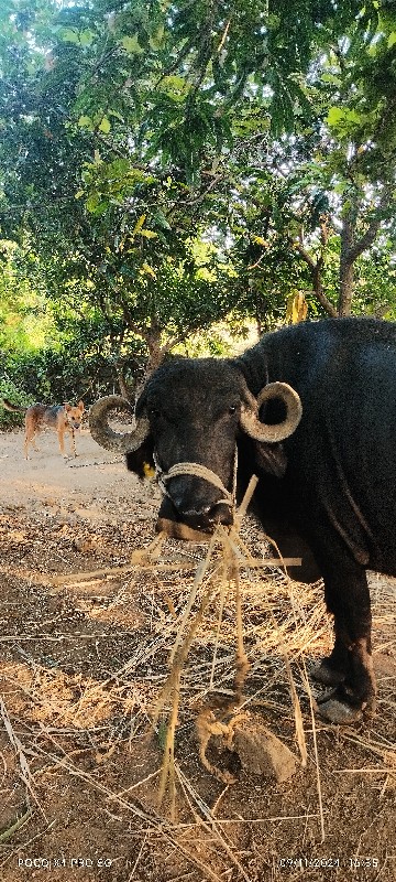 ભેંસ વેચવાની છે