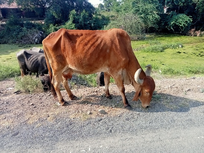 ગાય વેચવાની છે...