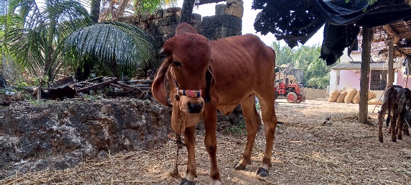 બે ગીરવાસીડીયુ...