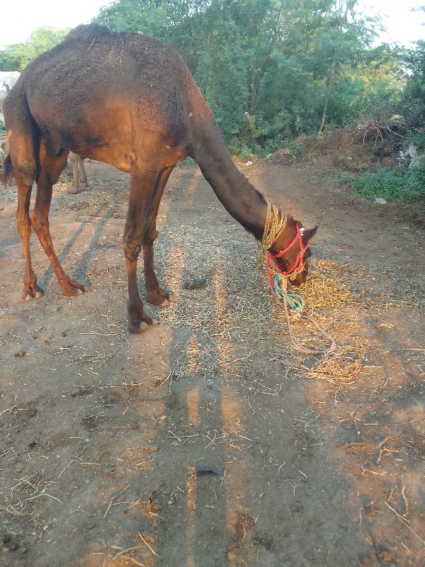 ગાડીમાચાલુ...