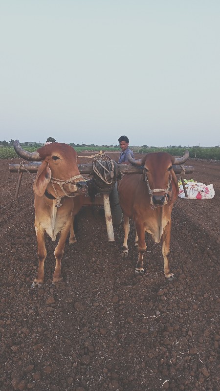 ગોઢલા વેચવાના છ...