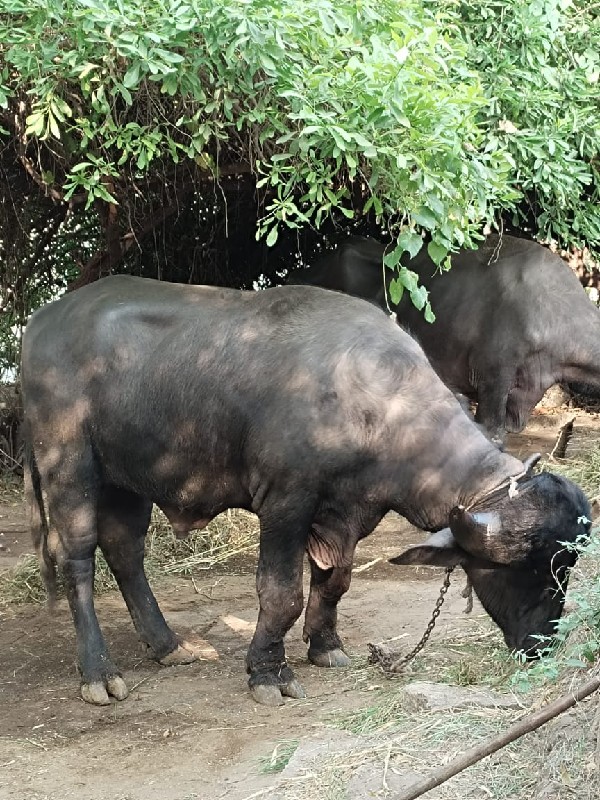 ખડેલીયો  પાડો