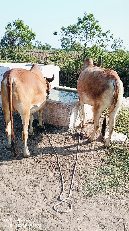 બધા માચાલુ