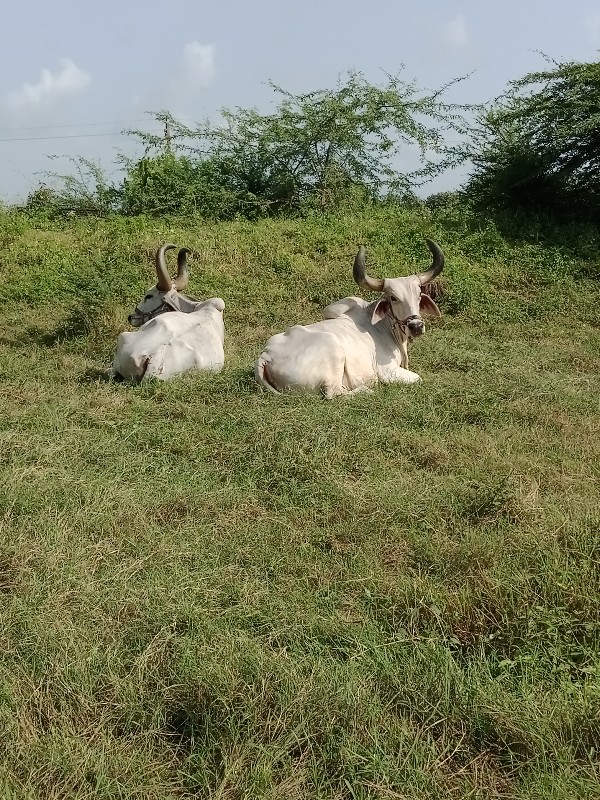 બરધ વેસ્વના che