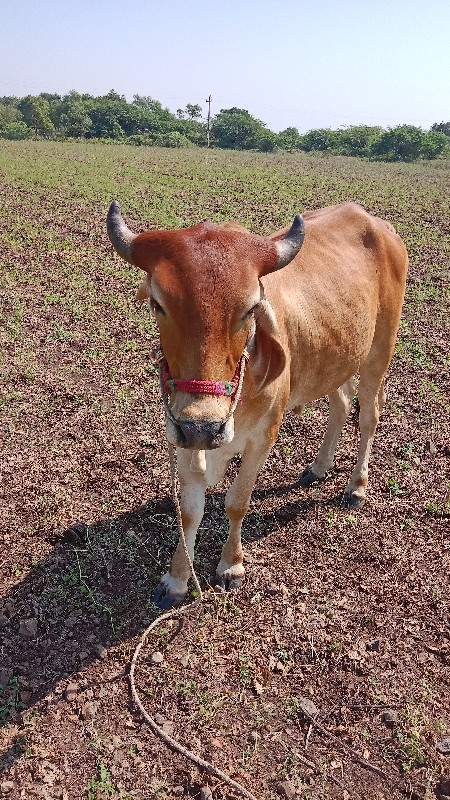 ગોધલાવેચવાનાછે