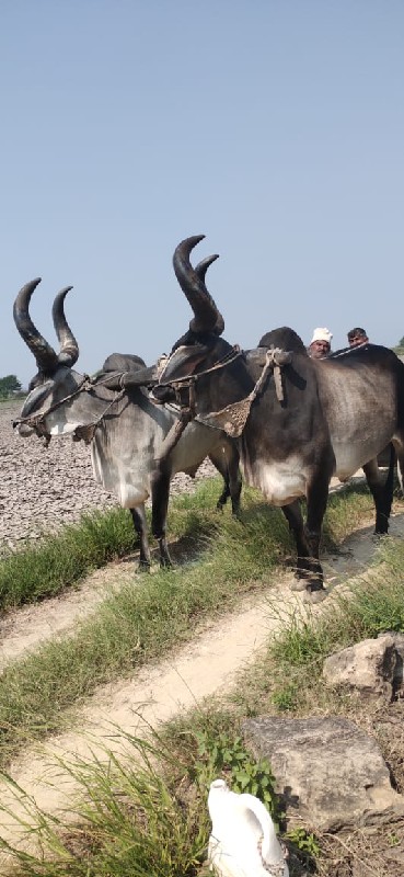 બળદ વેસવાના છે