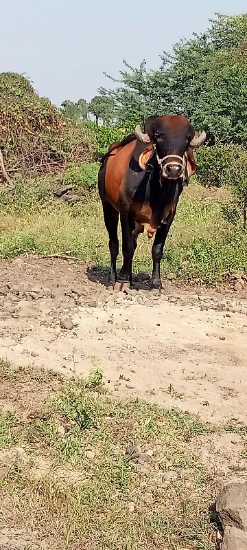 ખૂટ વેચવાનોછે