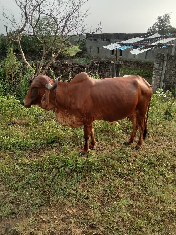 ગાય